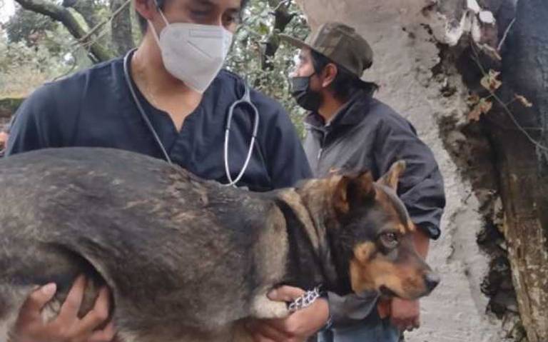 Perritos de albergue quedan atrapados tras derrumbe por lluvias en Xochimilco