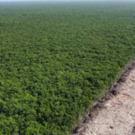 Declaran al Tren Maya como obra de seguridad nacional y reinician obras, pese a amparos