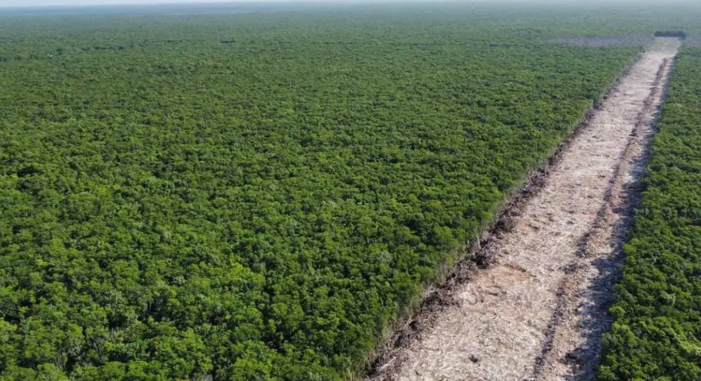 Declaran al Tren Maya como obra de seguridad nacional y reinician obras, pese a amparos