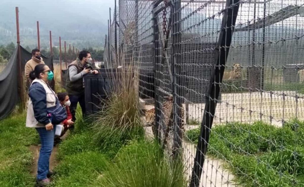 Profepa halla 190 felinos, entre leones africanos y blancos, tigres, jaguares y pumas maltratados en santuario del Ajusco