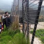 Profepa halla 190 felinos, entre leones africanos y blancos, tigres, jaguares y pumas maltratados en santuario del Ajusco