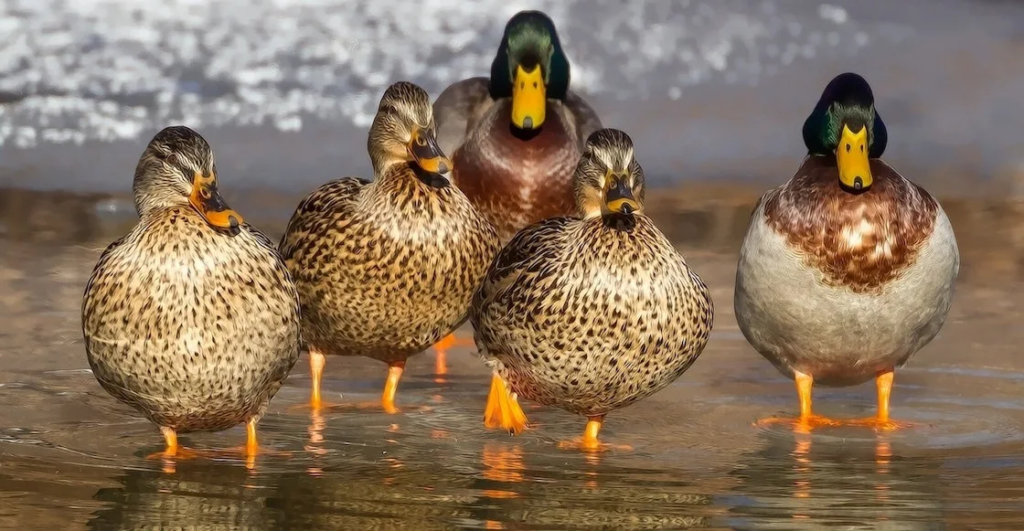 ¡Ay no! Todo sobre la gripe aviar H5N1 que surgió en México