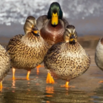 ¡Ay no! Todo sobre la gripe aviar H5N1 que surgió en México