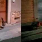 La verdad detrás de las imágenes de un perro que llevaba la cabeza de un hombre en Zacatecas