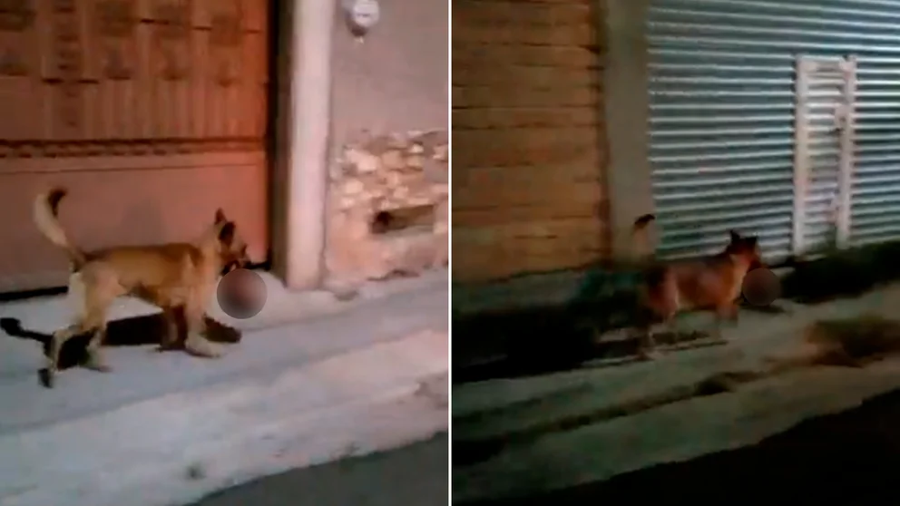 La verdad detrás de las imágenes de un perro que llevaba la cabeza de un hombre en Zacatecas