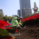La CDMX se pone en ‘modo Navidad’, la tapizan con flores de nochebuena