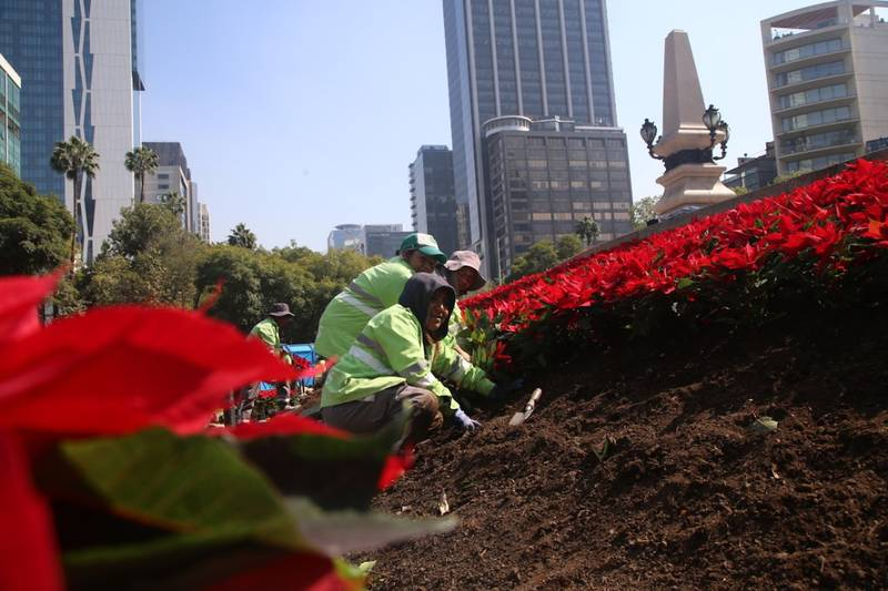 La CDMX se pone en ‘modo Navidad’, la tapizan con flores de nochebuena