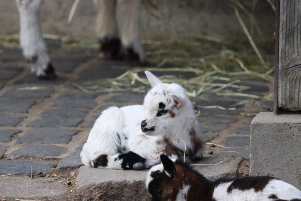 Matan cabras de zoológico y hacen barbacoa en Guerrero