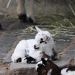Matan cabras de zoológico y hacen barbacoa en Guerrero