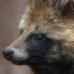 Perros mapache chinos pudieron ser el origen de la pandemia, según científicos