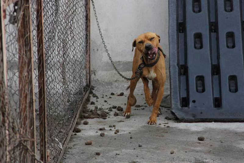 ¡Ya es ley! Hasta 10 años de prisión a quien maltrate y provoque la muerte a animales