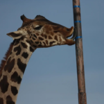 Jirafa Benito llega tras más de 30 horas a Africam Safari