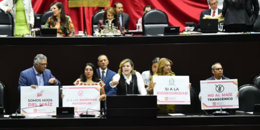 Avalan prohibir cultivo del maíz transgénico
