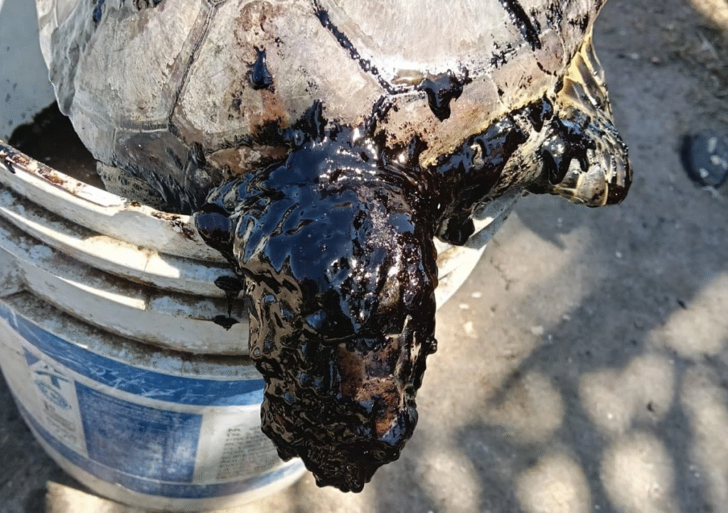 Organizaciones denuncian que derrame en el Golfo de México inició en febrero y se ocultó