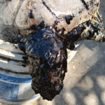 Organizaciones denuncian que derrame en el Golfo de México inició en febrero y se ocultó