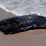 Reportan hidrocarburo en costas de Tamaulipas